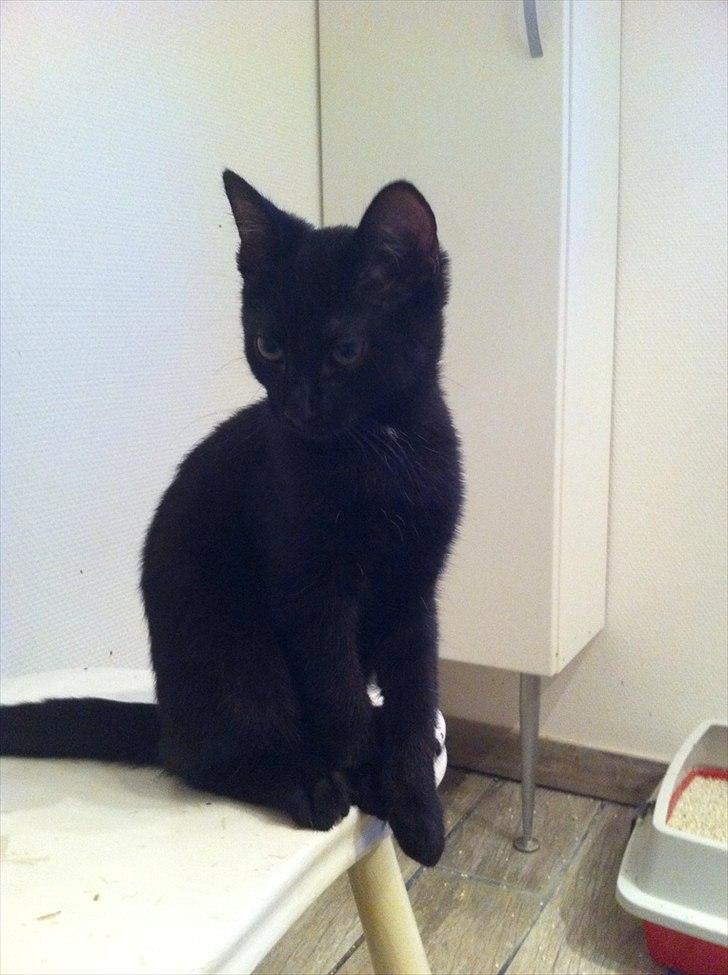 Huskat Sebastian billede 10