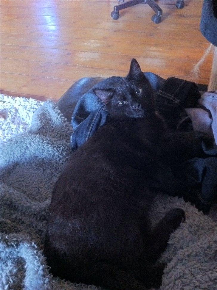 Huskat Sebastian billede 11