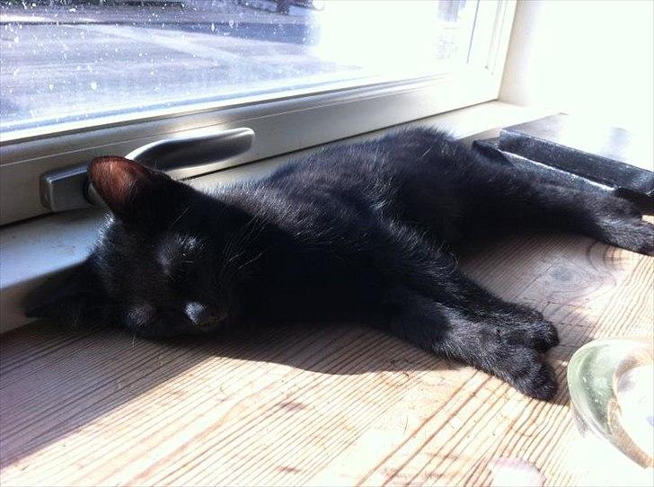 Huskat Sebastian billede 12