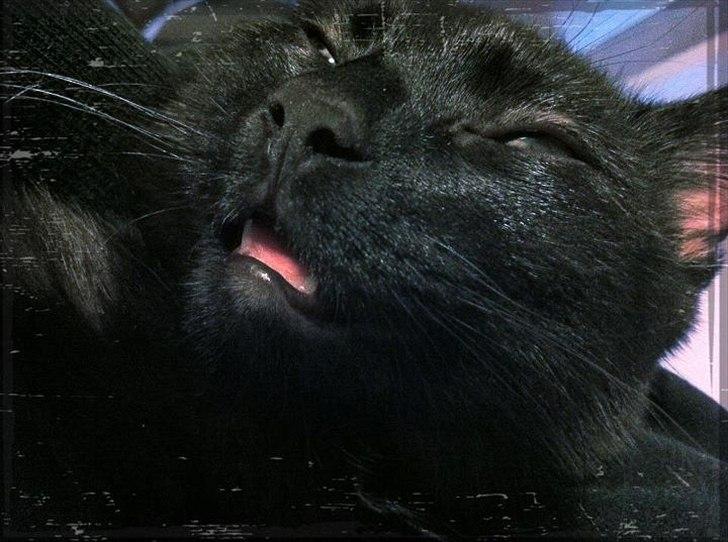 Huskat Sebastian billede 13