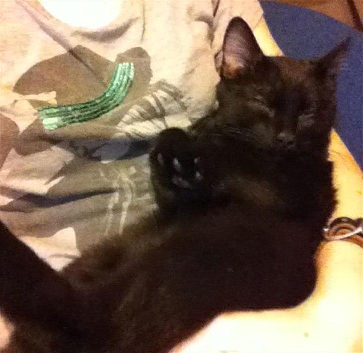 Huskat Sebastian billede 14