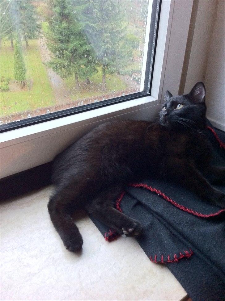 Huskat Sebastian billede 15