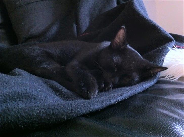 Huskat Sebastian billede 16