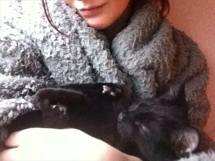 Huskat Sebastian billede 17