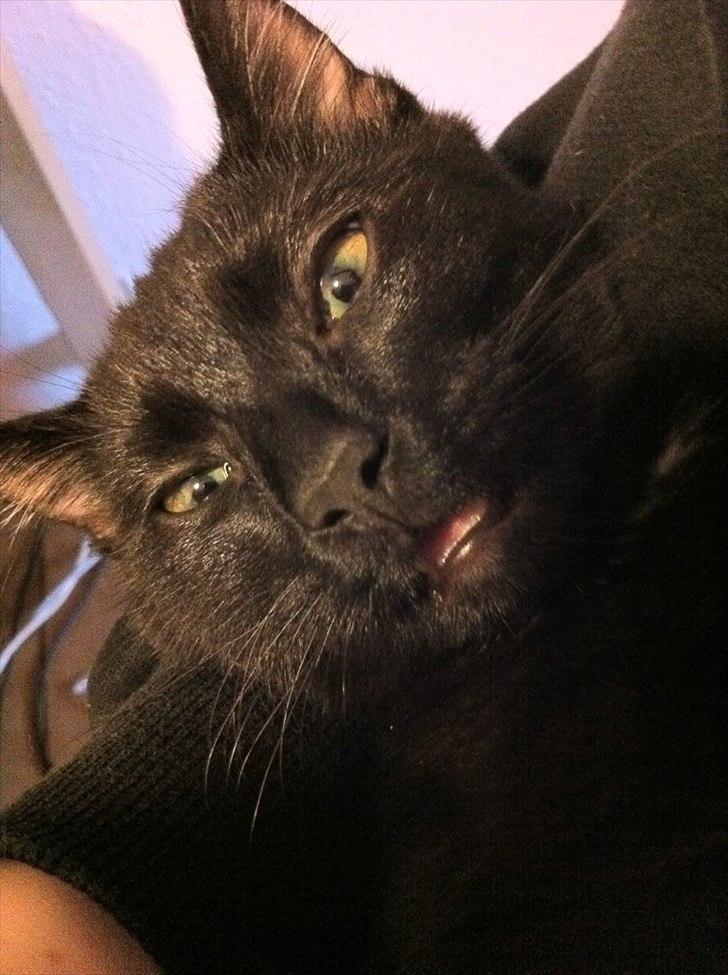 Huskat Sebastian billede 18