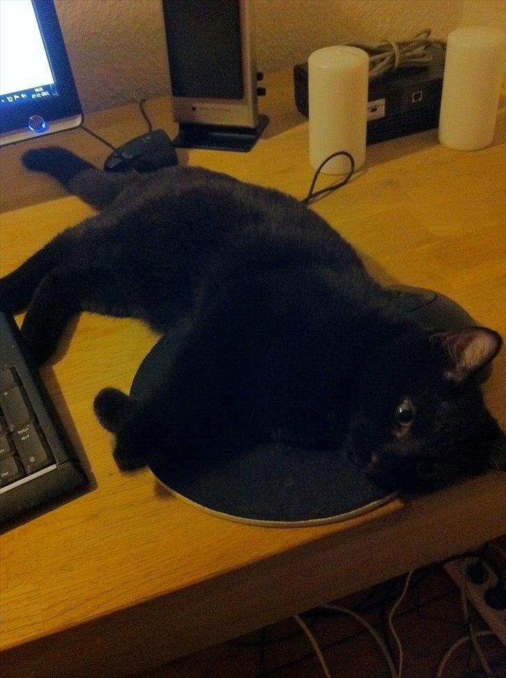 Huskat Sebastian billede 19