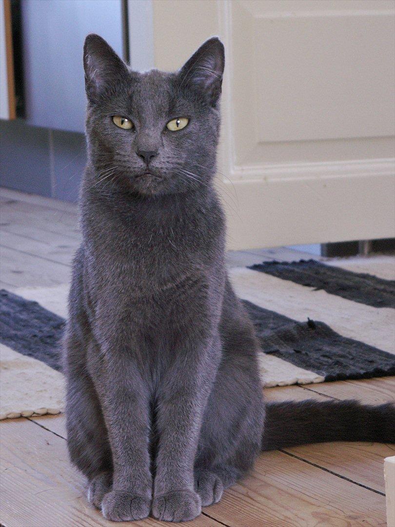 Huskat FIF billede 1