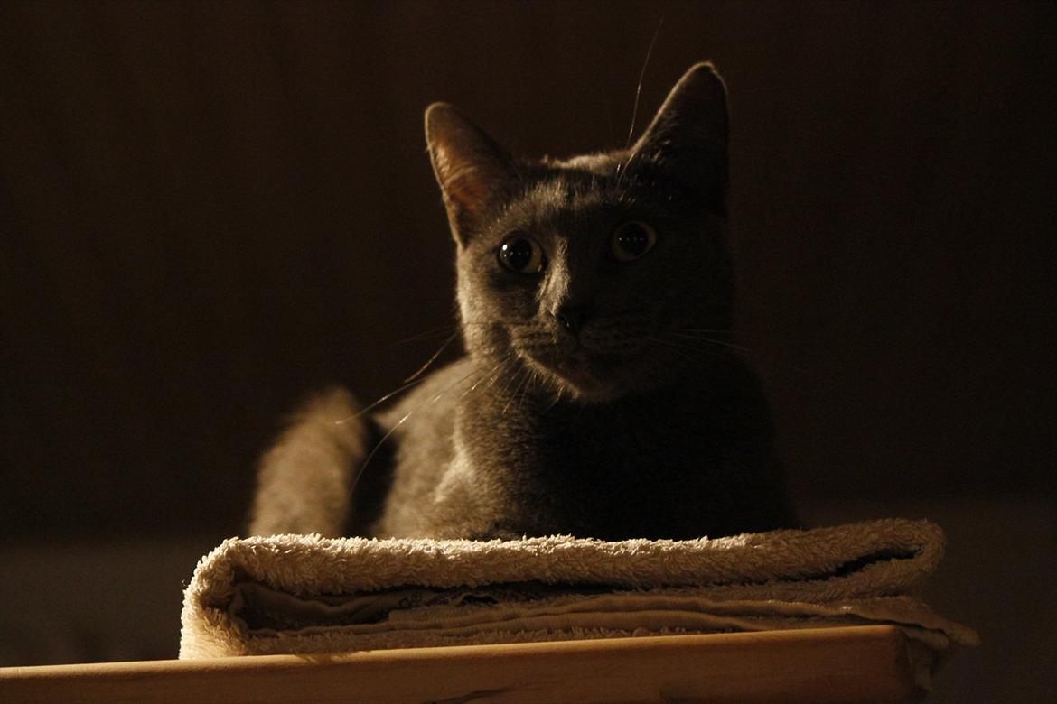 Huskat FIF billede 2