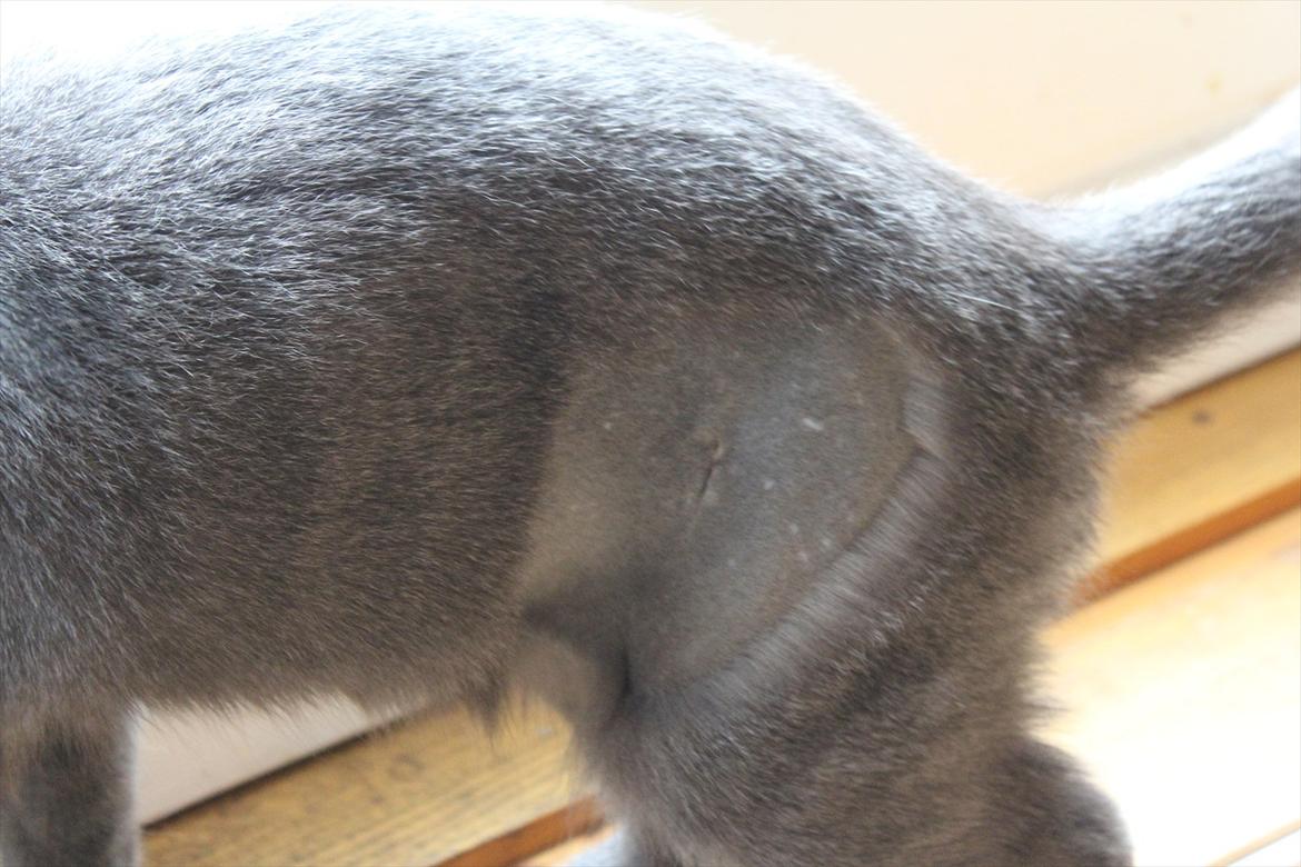 Huskat FIF billede 3