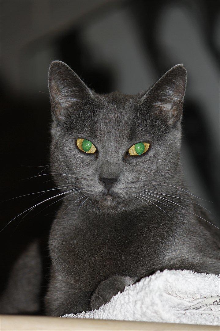 Huskat FIF billede 4