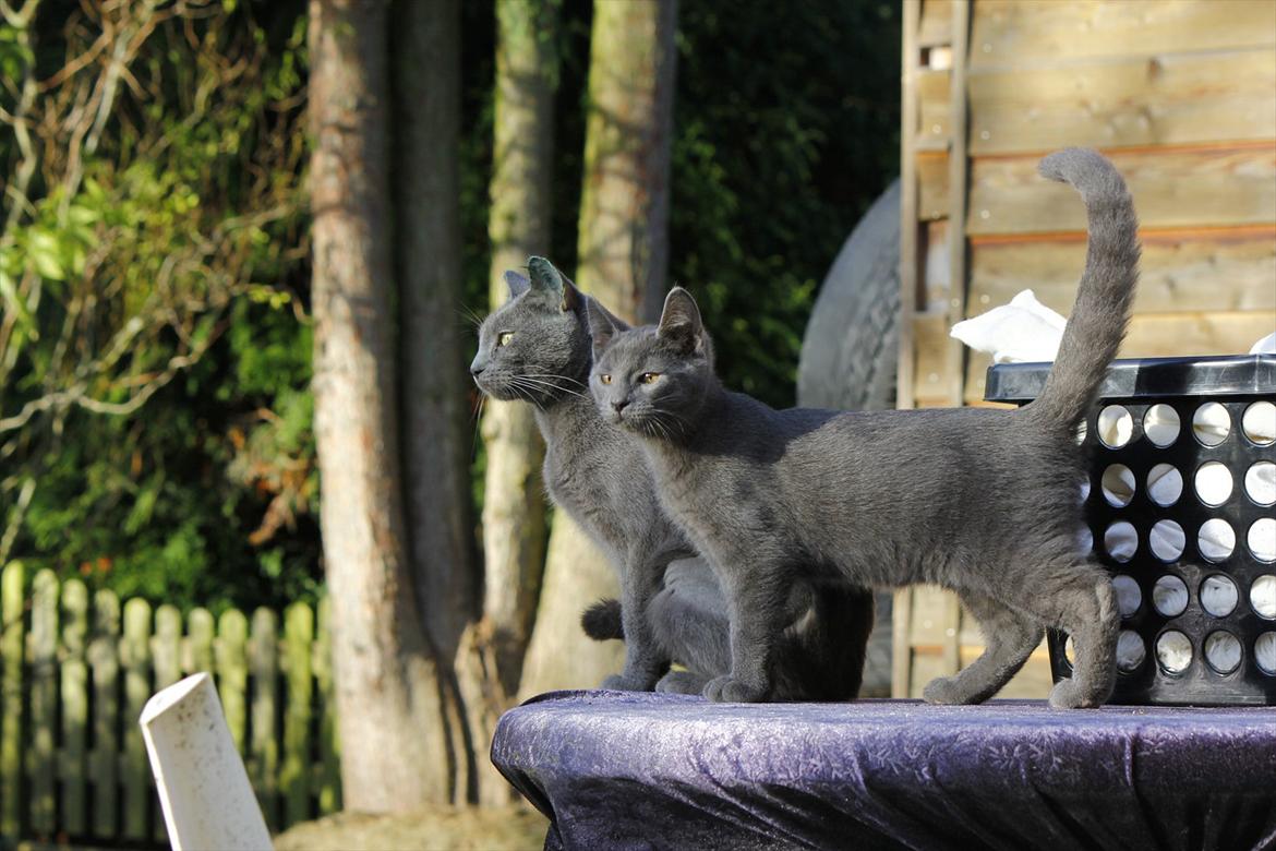 Huskat FIF billede 5