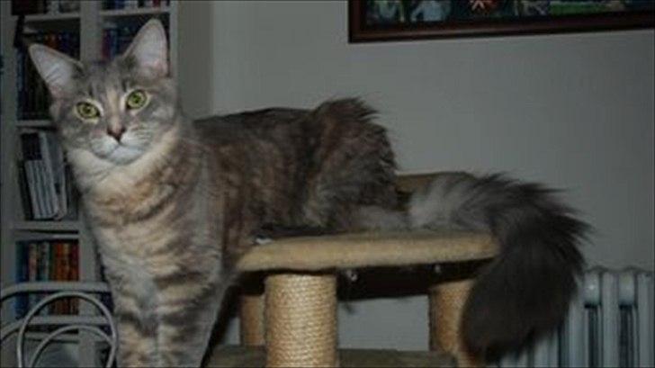 Maine Coon Mis billede 4