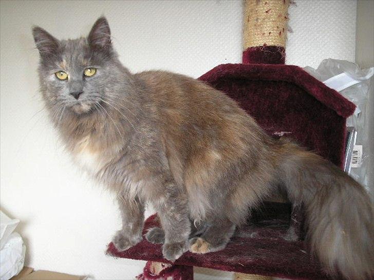 Maine Coon Adena billede 1