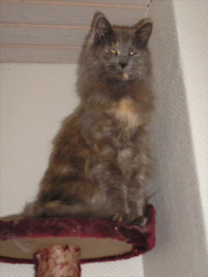 Maine Coon Adena billede 2