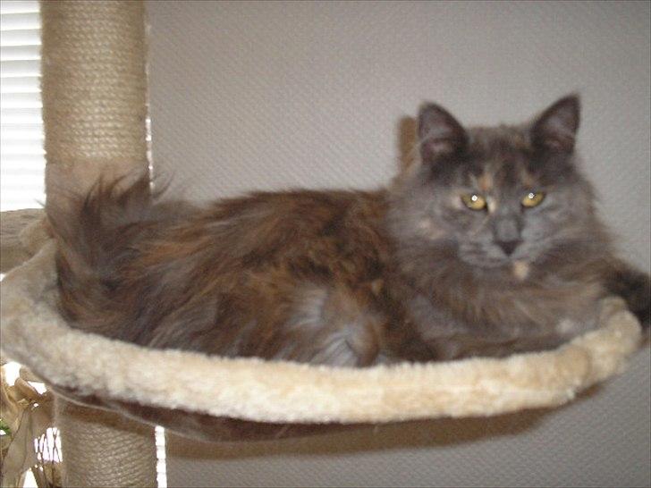 Maine Coon Adena billede 3