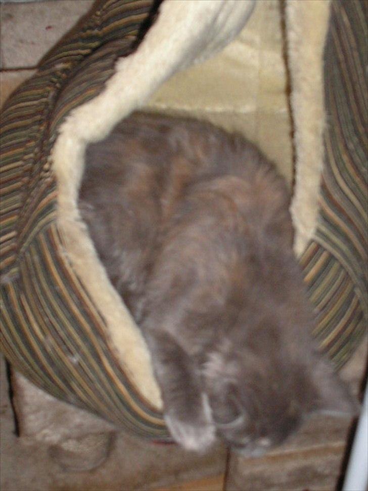 Maine Coon Adena billede 4