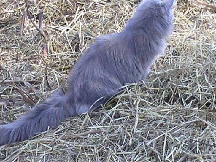 Maine Coon Adena billede 5