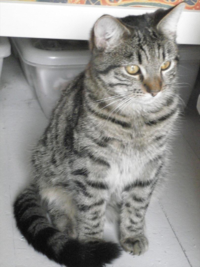 Huskat Dobbi billede 1