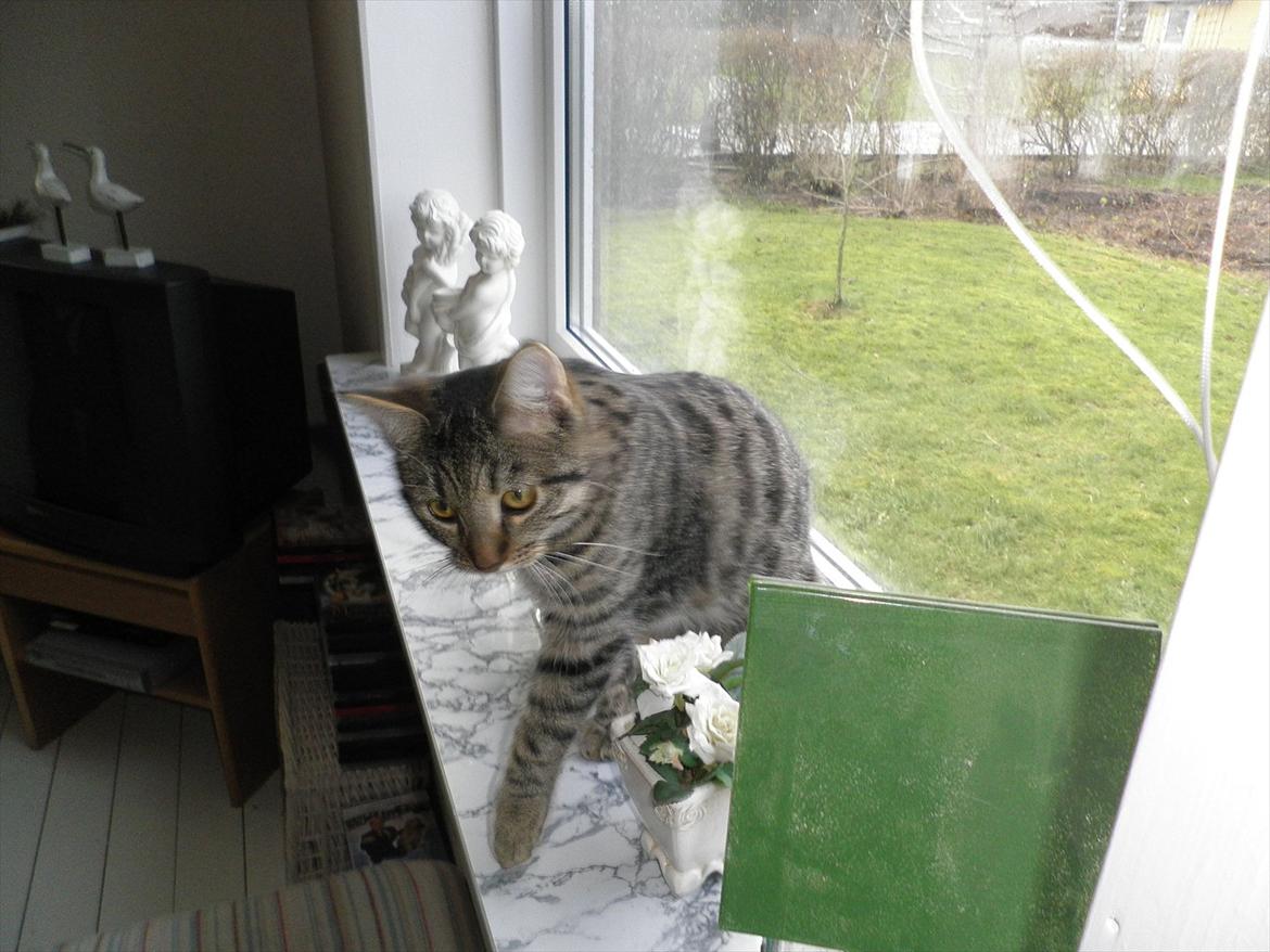 Huskat Dobbi billede 2