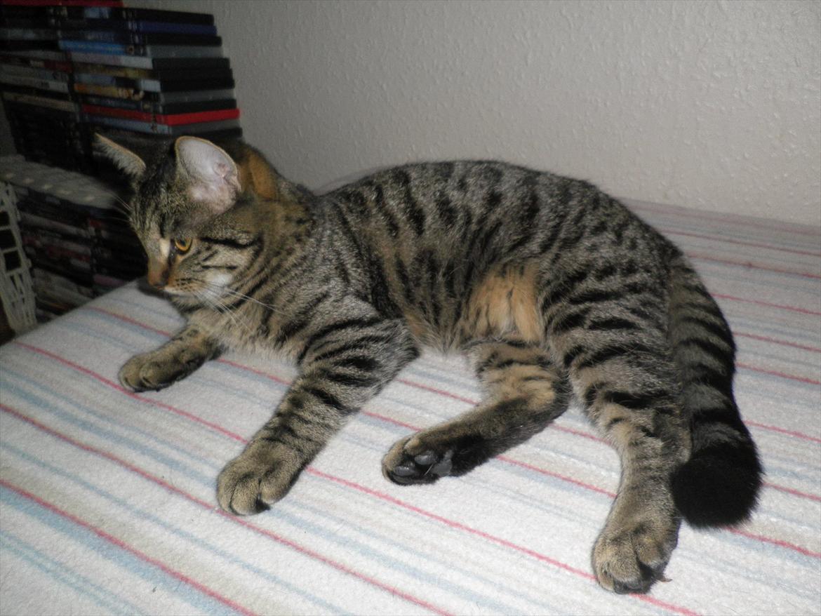 Huskat Dobbi billede 3