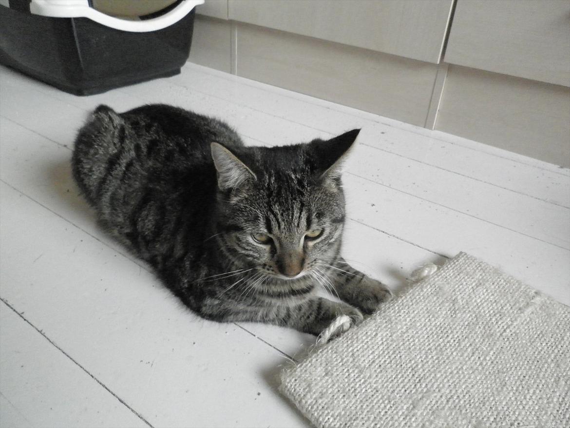 Huskat Dobbi billede 4