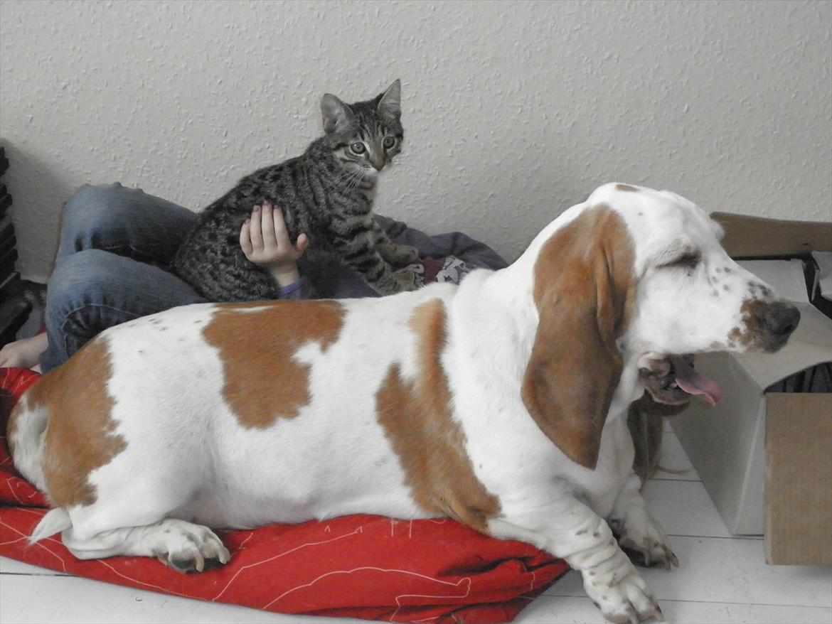 Huskat Dobbi billede 5