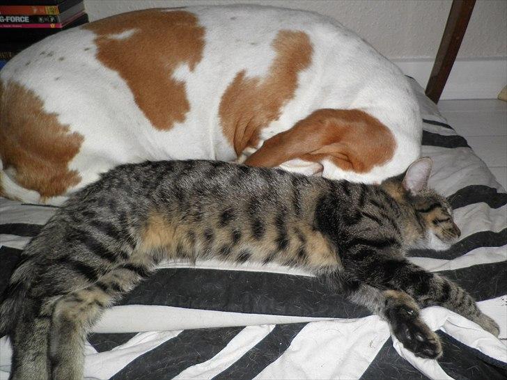 Huskat Dobbi billede 6