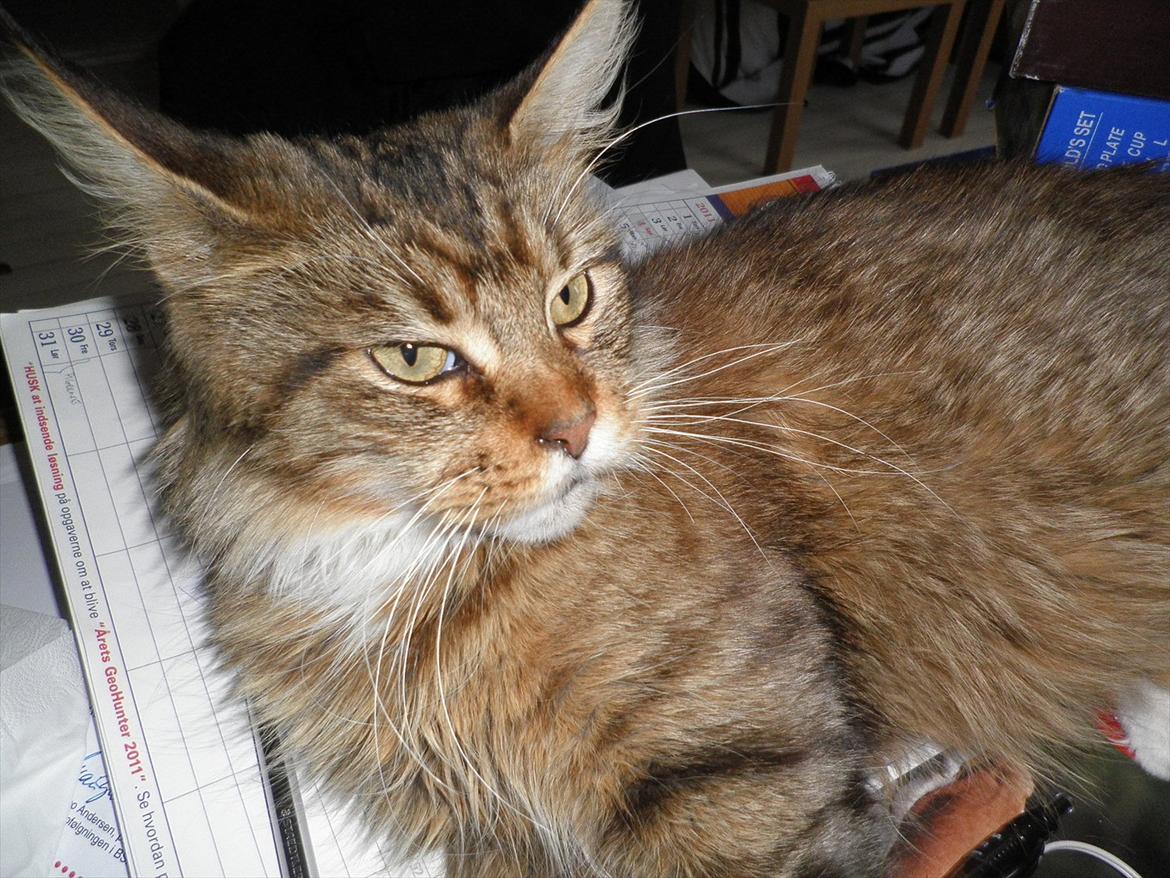 Maine Coon Honny billede 1