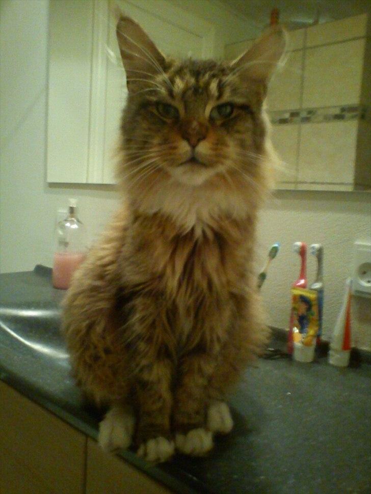 Maine Coon Honny - Et billede fra tidligere ejer. Så her er hun højgravid, med 6 killinger i maven billede 2