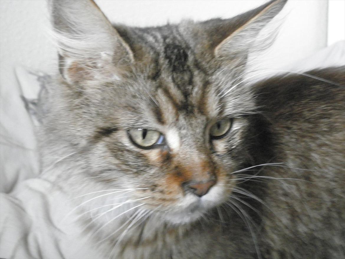 Maine Coon Honny billede 3