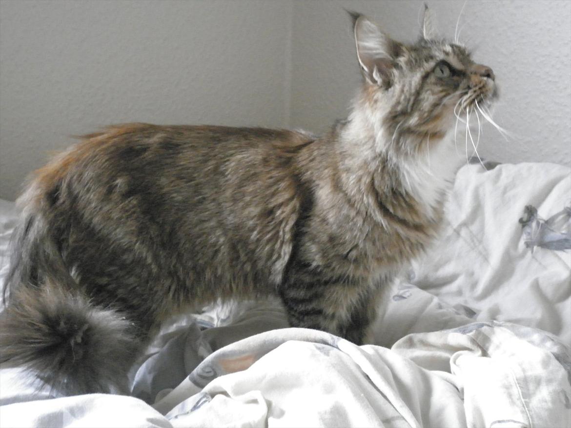 Maine Coon Honny billede 4