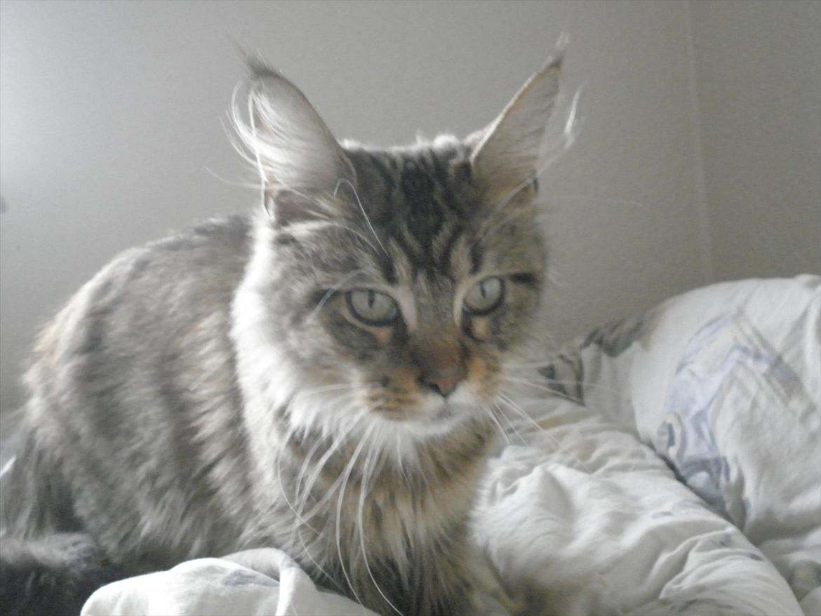 Maine Coon Honny billede 5