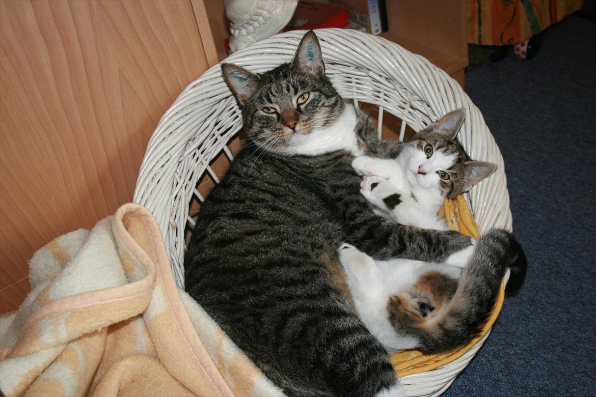 Blanding af racer Bettemis:)  billede 4