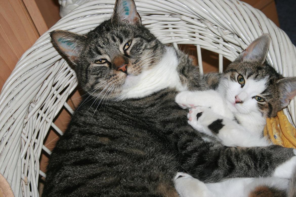 Huskat striber billede 12