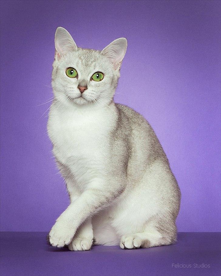 Burmilla Shines Wadiah billede 17