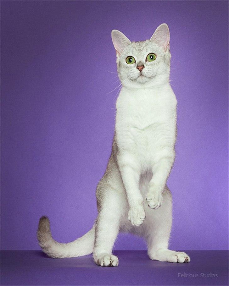 Burmilla Shines Wadiah billede 18