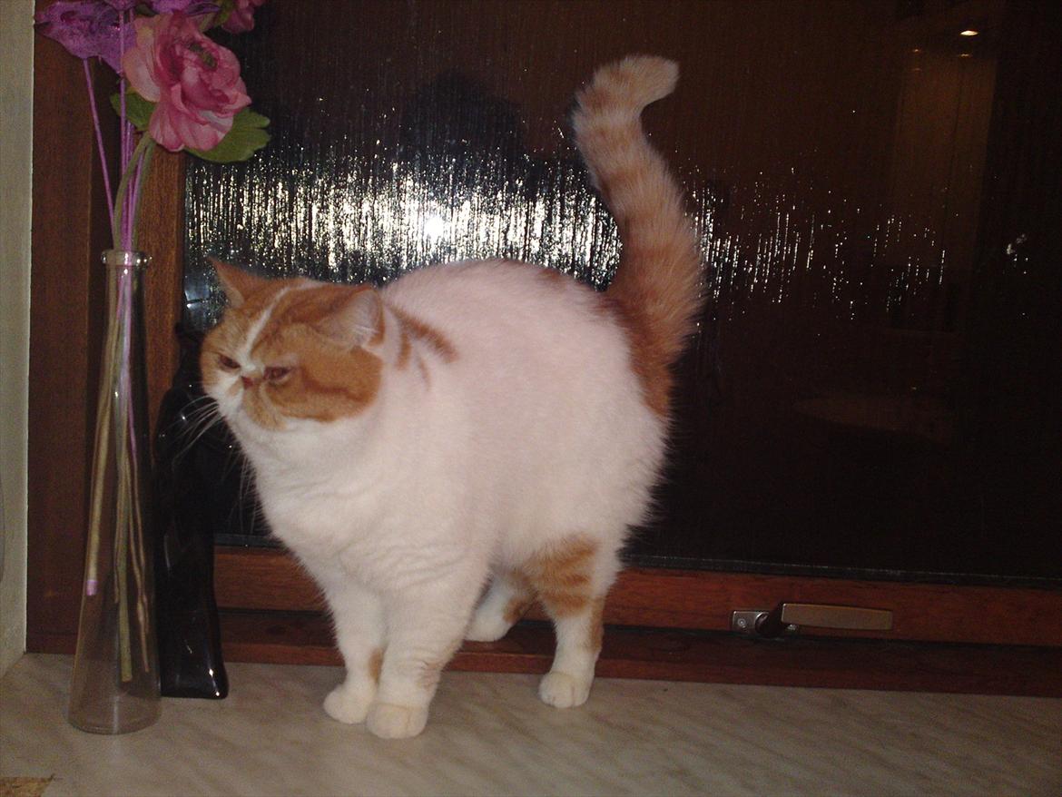 Exotic Chanel billede 14