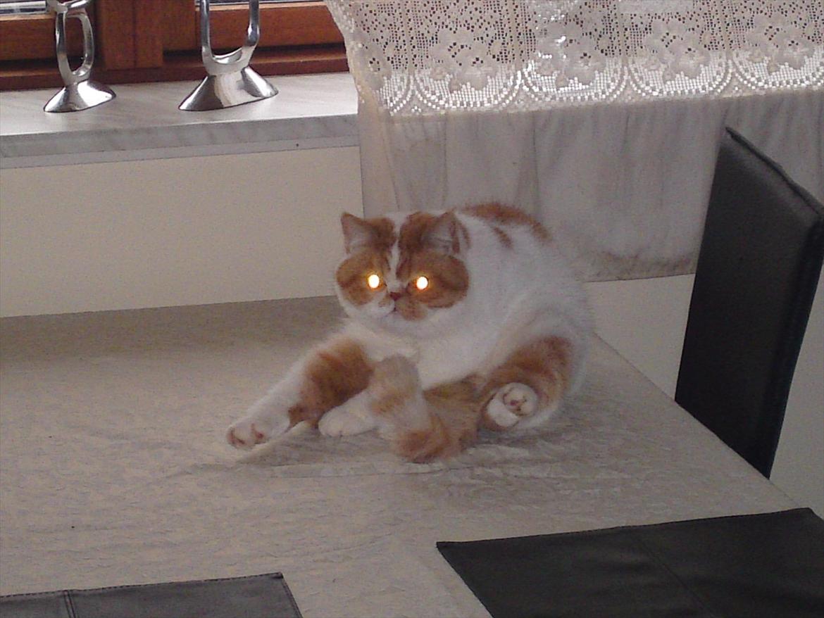 Exotic Chanel billede 15