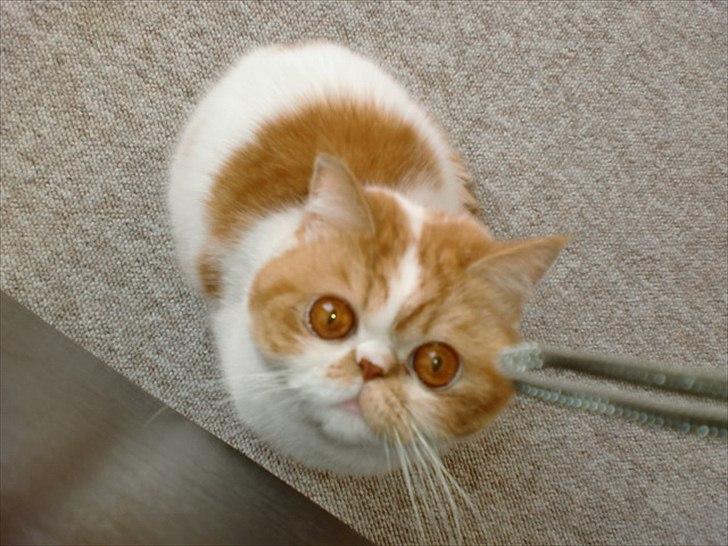 Exotic Chanel billede 1