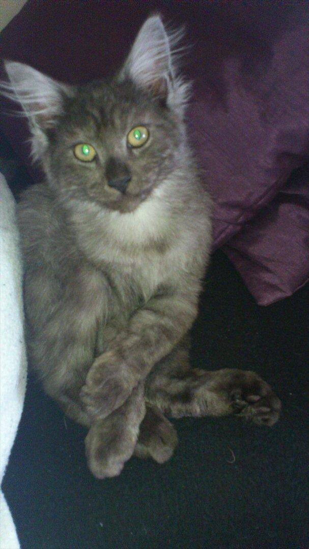 Maine Coon Lucifer - hvad??? jeg sidder da ikke underligt. billede 8