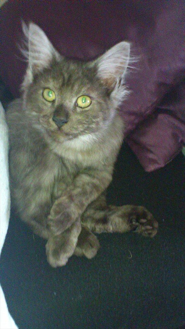 Maine Coon Lucifer - ca 4 måneder gammel. billede 9