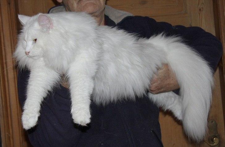 Norsk Skovkat Buum-Cats Hvide Amulet billede 1