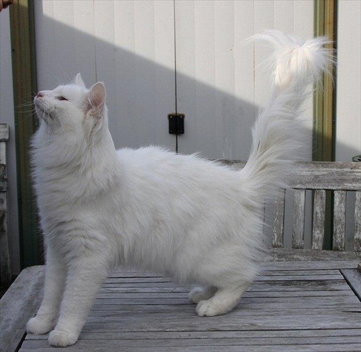 Norsk Skovkat Buum-Cats Hvide Amulet billede 2