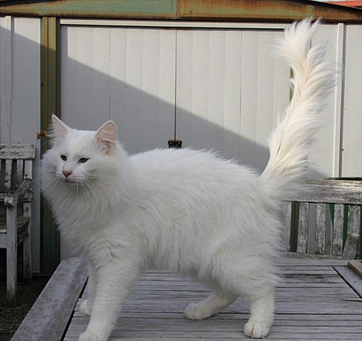 Norsk Skovkat Buum-Cats Hvide Amulet billede 3