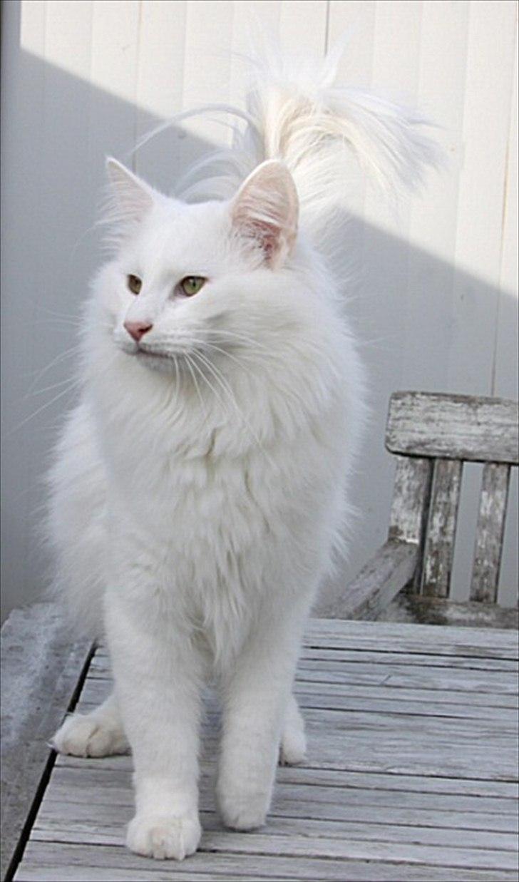 Norsk Skovkat Buum-Cats Hvide Amulet billede 4