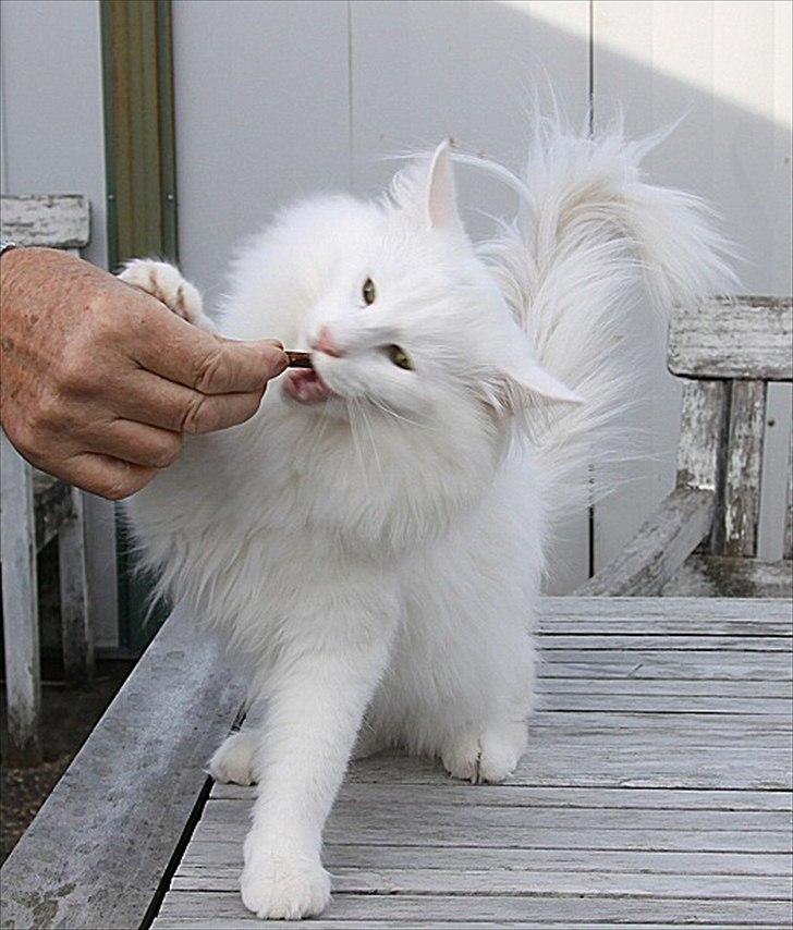 Norsk Skovkat Buum-Cats Hvide Amulet billede 5