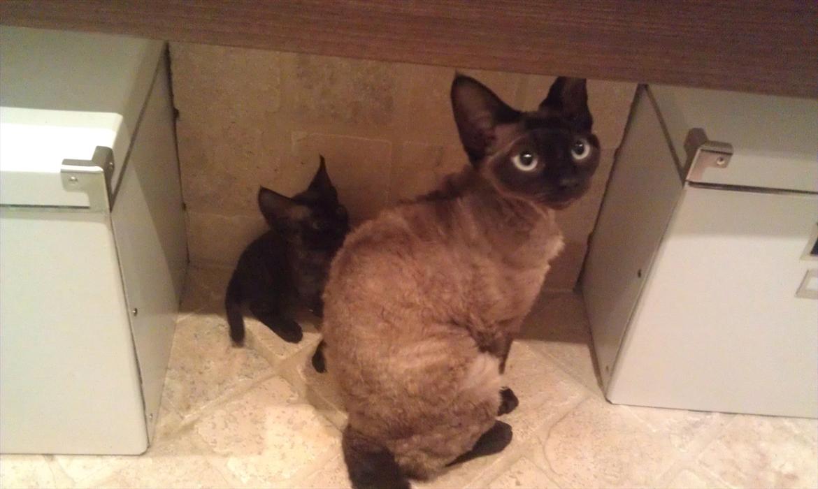 Devon Rex Bailey billede 3