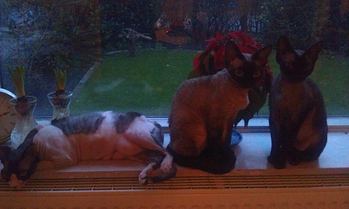 Devon Rex Bailey billede 5