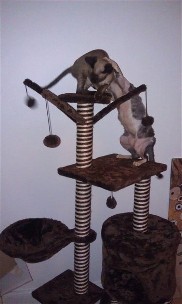 Devon Rex Bailey billede 7