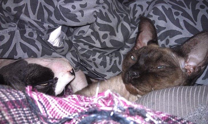 Devon Rex Bailey billede 4